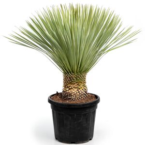 Palmlilie 35 cm Topf