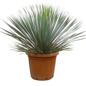 Palmlilie 44 cm Topf