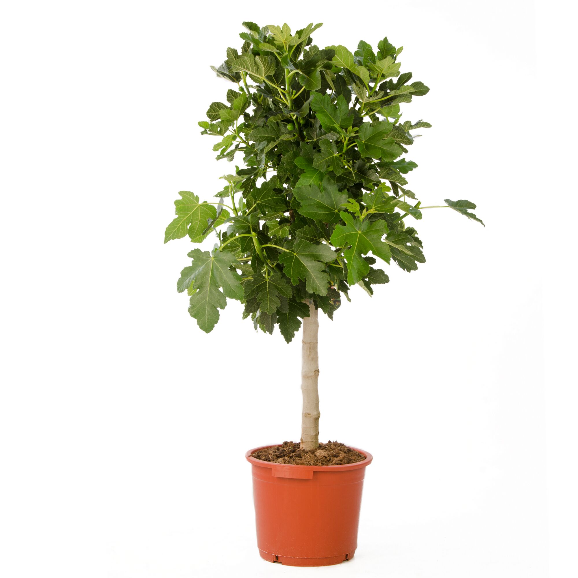 Ein Feigenbaum im Topf