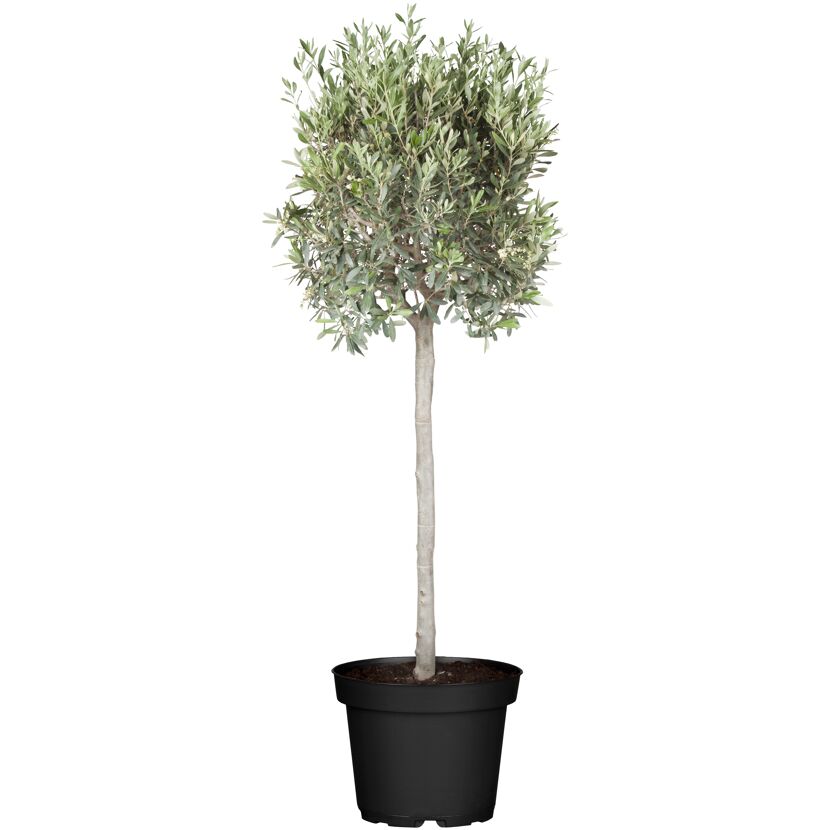 Olivenbaum in schwarzem Topf