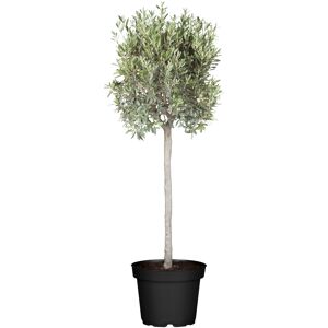 Oliven-Stamm 21 cm Topf