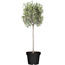 Oliven-Stamm 21 cm Topf