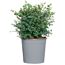 Eukalyptus Busch 40 cm, 17 cm Topf