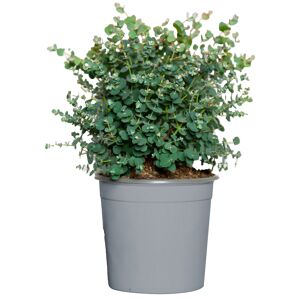 Eukalyptus Busch 40 cm, 17 cm Topf
