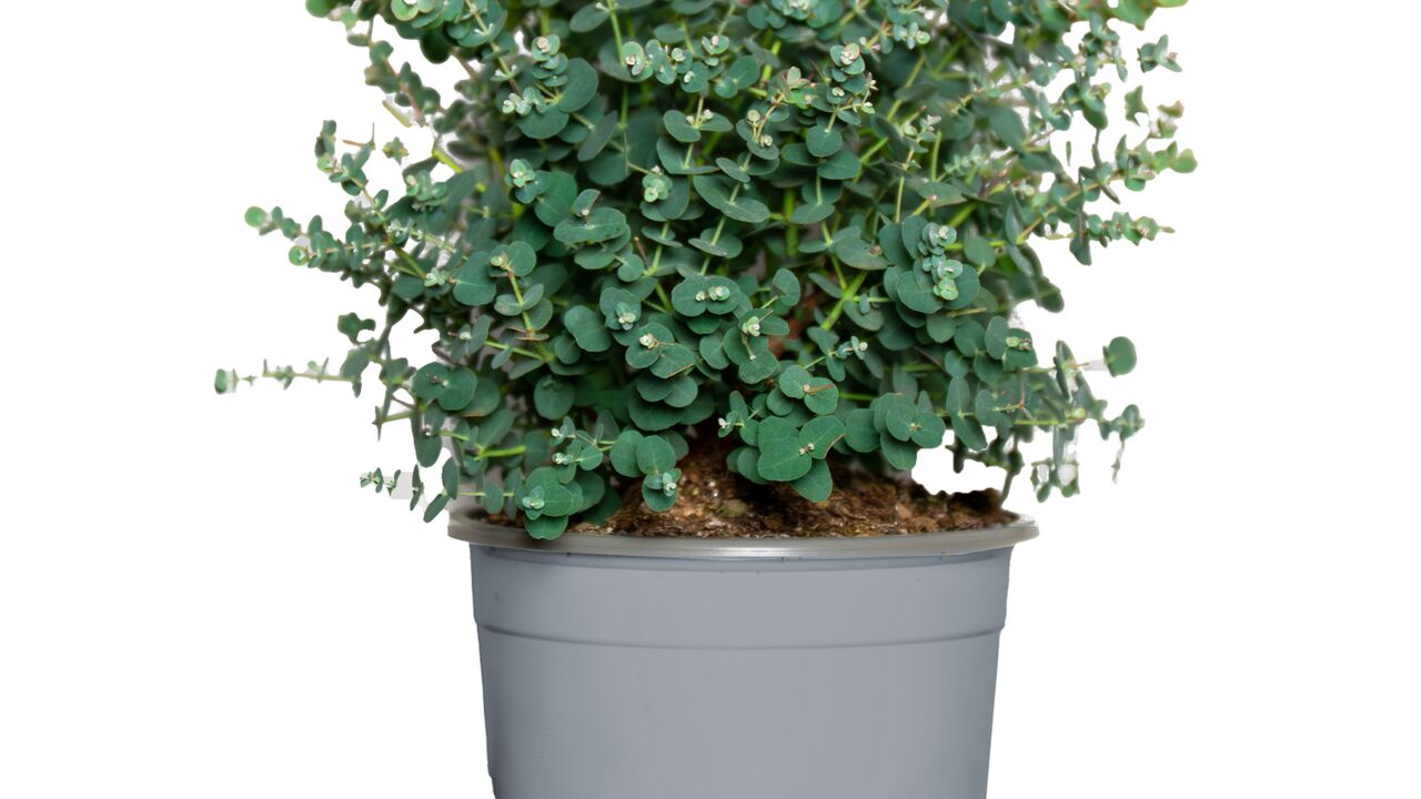 Eukalyptus Busch 40 cm, 17 cm Topf