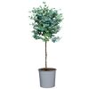 Eukalyptus Stämmchen 70 cm, 17 cm Topf