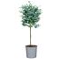 Eukalyptus Stämmchen 70 cm, 17 cm Topf