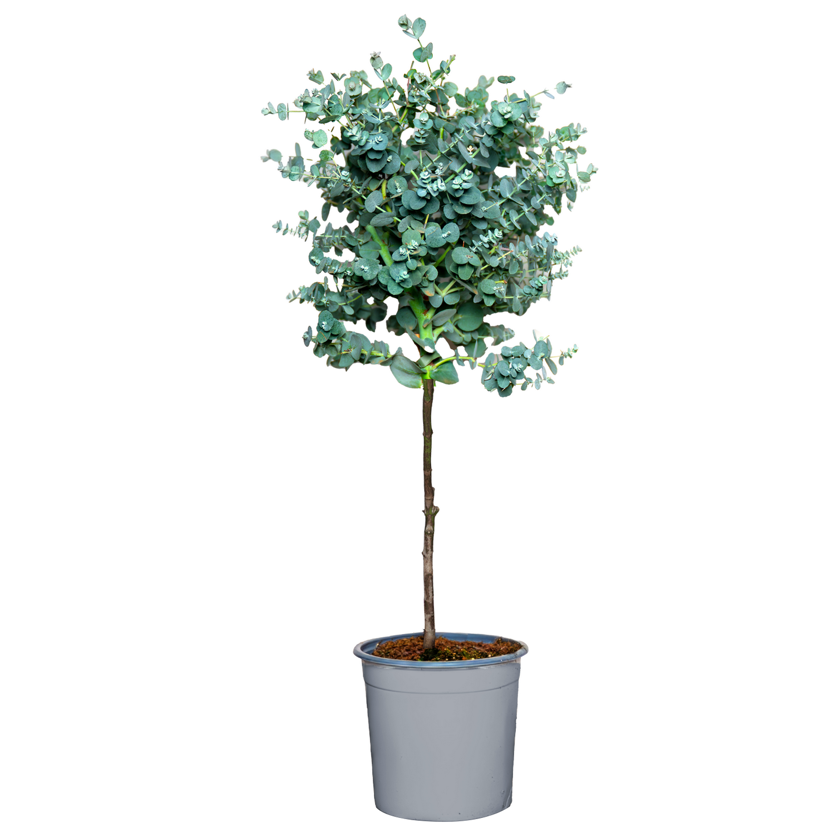 Eukalyptus Stmmchen 70 cm, 17 cm Topf