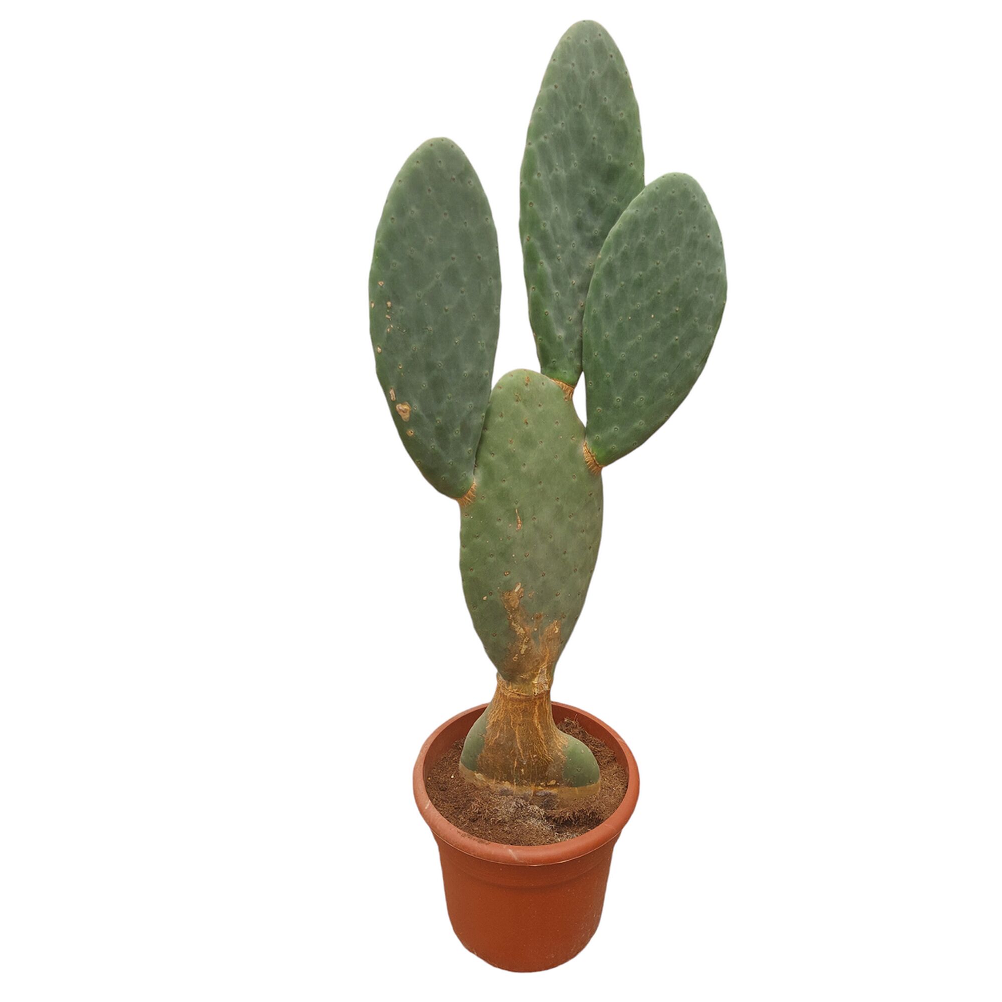 Ohrenkaktus in einem Topf