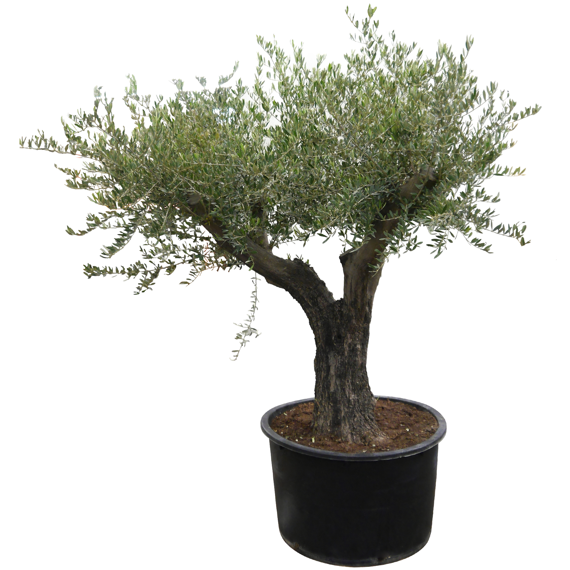 Olive 'Bonsai' 170 cm 45 Jahre, 70 cm Topf + product picture