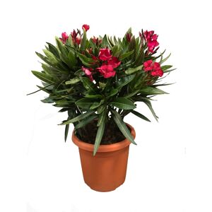 Oleanderbusch verschiedene Farben 50 cm, 18 cm Topf