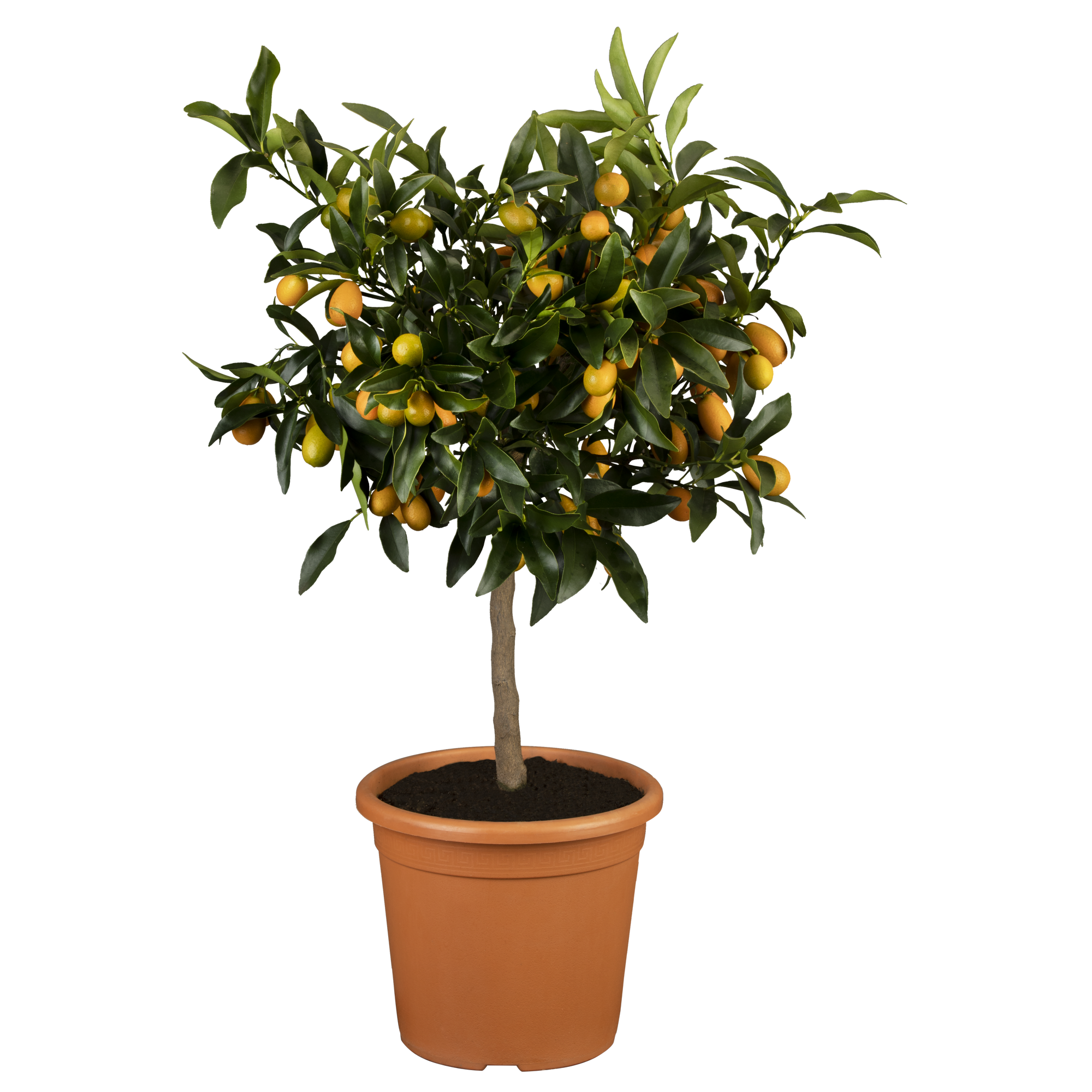 Zitruspflanze Stamm verschiedene Sorten, 19 cm Topf