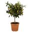 Zitruspflanze Stamm verschiedene Sorten, 19 cm Topf