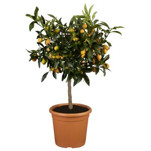 Zitruspflanze Stamm verschiedene Sorten, 19 cm Topf