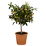 Zitruspflanze Stamm verschiedene Sorten, 19 cm Topf
