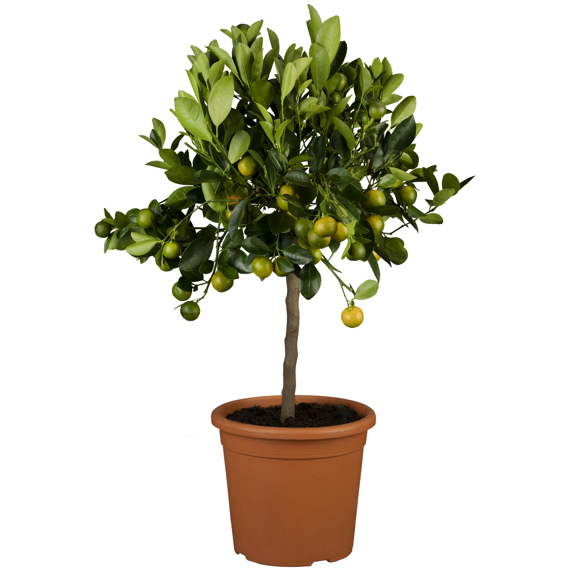 Zitruspflanze Stamm verschiedene Sorten, 19 cm Topf