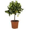 Zitruspflanze Stamm verschiedene Sorten, 19 cm Topf