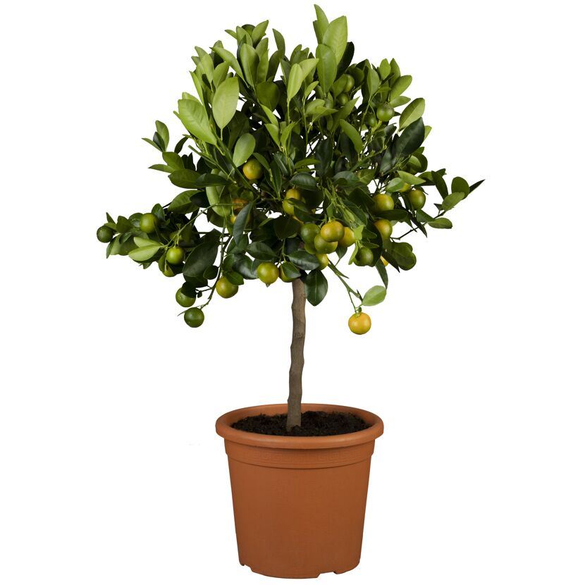 Zitruspflanze Stamm verschiedene Sorten, 19 cm Topf