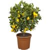 Zitruspflanze Stamm verschiedene Sorten, 19 cm Topf