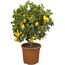 Zitruspflanze Stamm verschiedene Sorten, 19 cm Topf