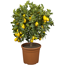 Zitruspflanze Stamm verschiedene Sorten, 19 cm Topf