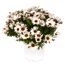 Strauchmargerite 'Grandaisy' verschiedene Farben 40 cm, 19 cm Topf