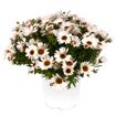 hauptbild