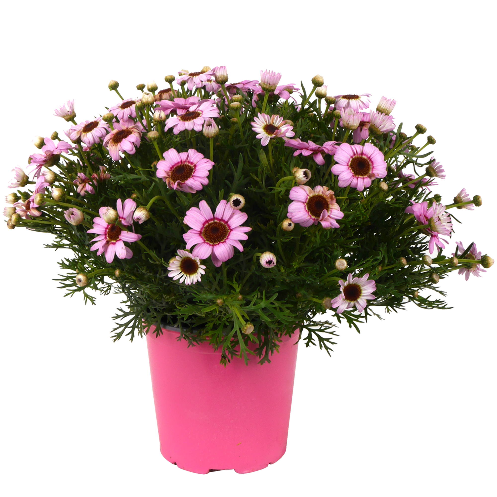 Strauchmargerite 'Grandaisy' verschiedene Farben 40 cm, 19 cm Topf