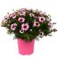 Strauchmargerite 'Grandaisy' verschiedene Farben 40 cm, 19 cm Topf