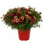 Strauchmargerite 'Grandaisy' verschiedene Farben 40 cm, 19 cm Topf