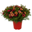 Strauchmargerite 'Grandaisy' verschiedene Farben 40 cm, 19 cm Topf