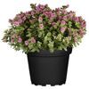 Strauchveronika 'All Blooms®' 15 cm Topf