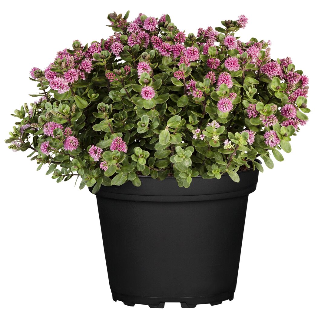 Strauchveronika 'All Blooms®' 15 cm Topf