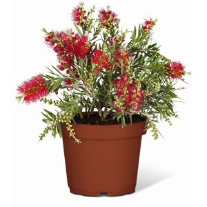 Zylinderputzer Busch 40 cm, Topf 17 cm
