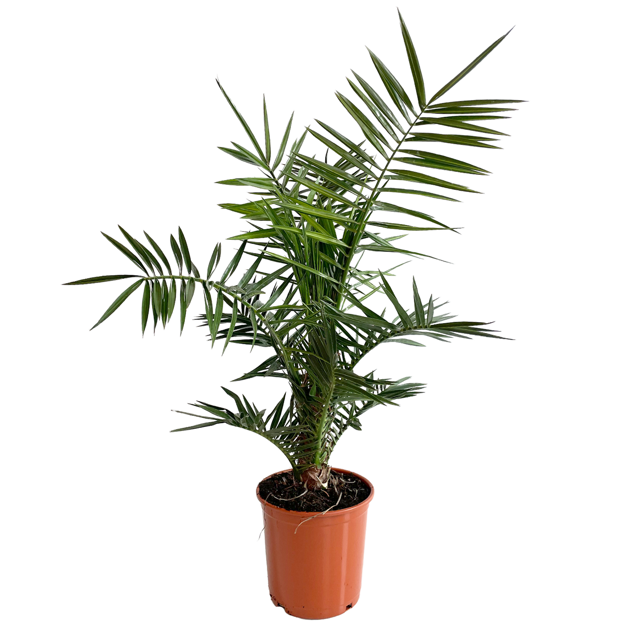 Palmen Mix verschiedene Sorten 20 cm Topf