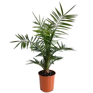 Palmen Mix verschiedene Sorten 20 cm Topf