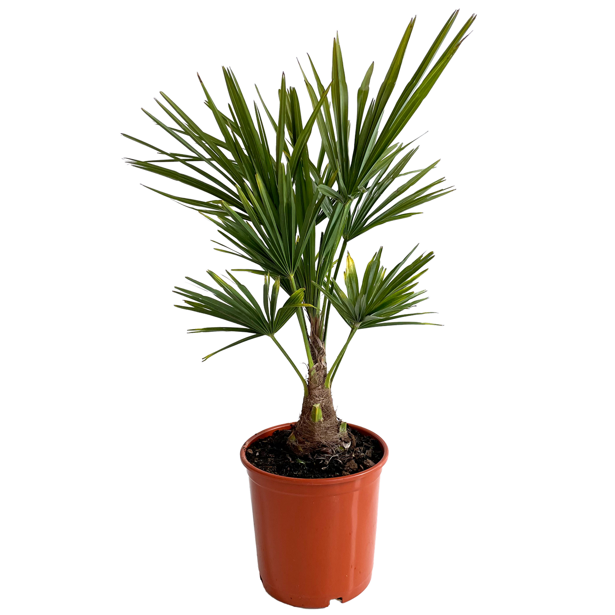Palmen Mix verschiedene Sorten 20 cm Topf
