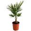 Palmen Mix verschiedene Sorten 20 cm Topf