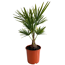 Palmen Mix verschiedene Sorten 20 cm Topf