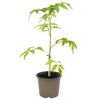 Tomatenpflanze in einem Topf