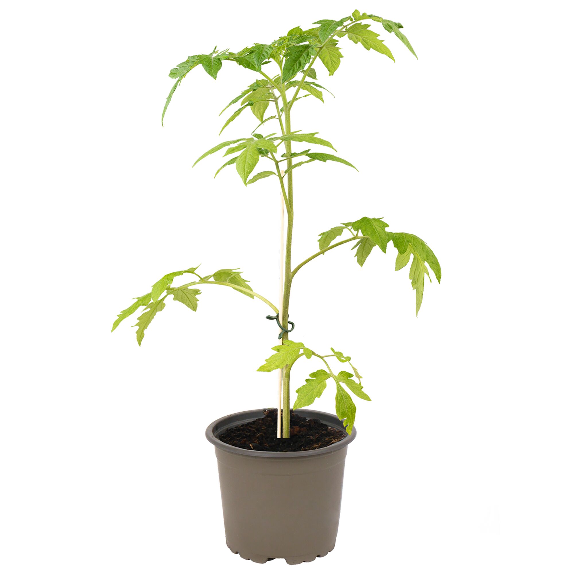 Tomatenpflanze in einem Topf