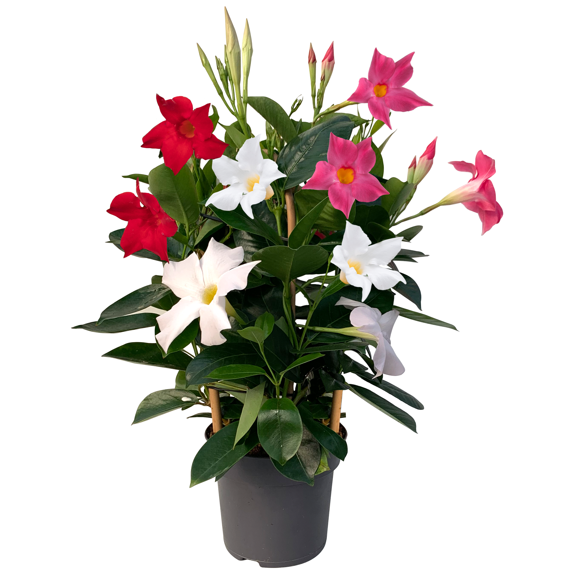 Dipladenia Trio am Spalier 14 cm Topf