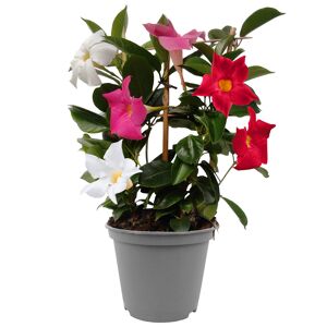 Dipladenie Trio am Spalier, 40 cm, Topf 14 cm