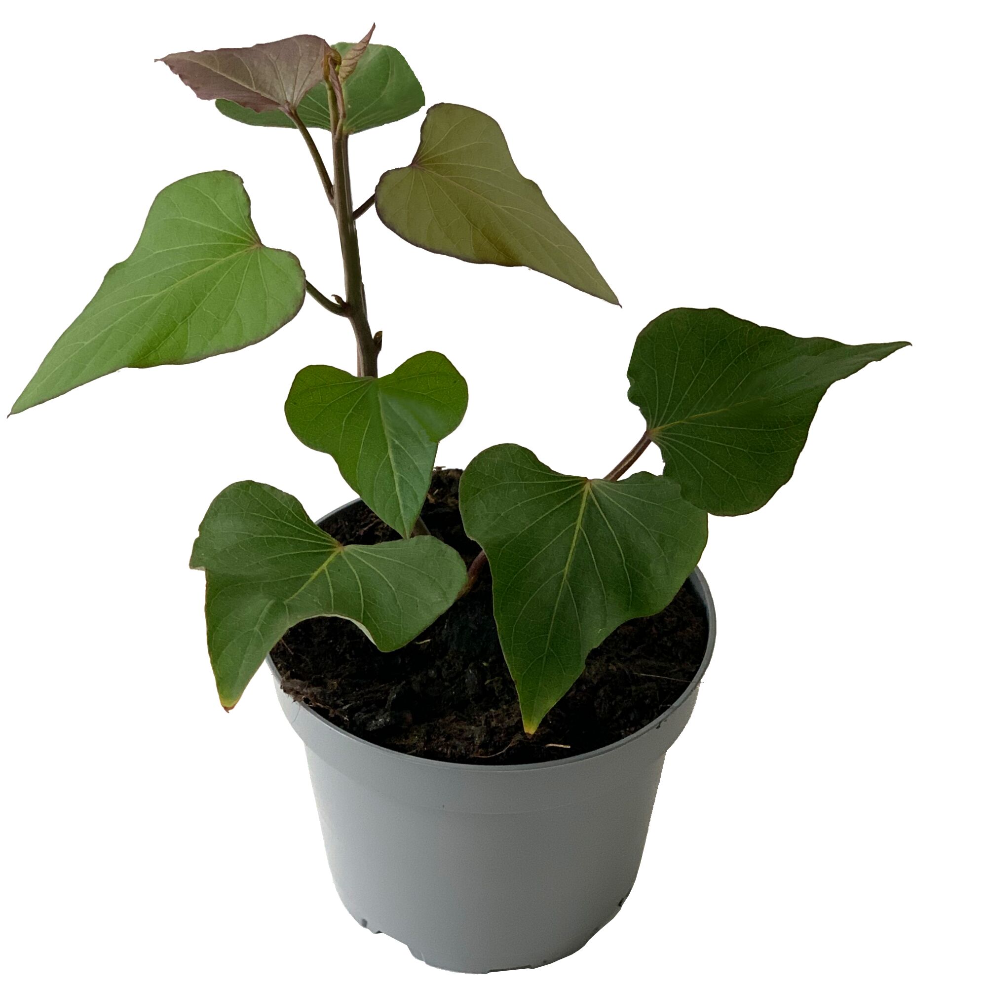 Süßkartoffelpflanze im grauen Topf