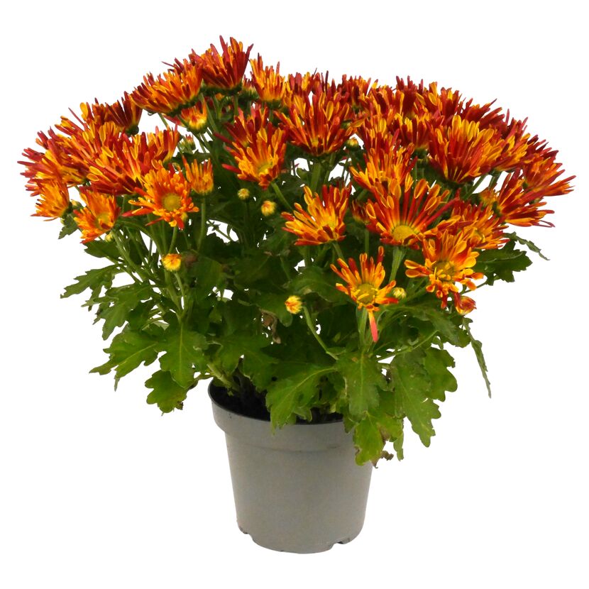 Herbst Chrysantheme 'Sollinea®' verschiedene Farben 12 cm Topf