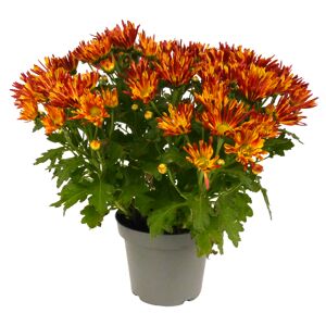 Herbst Chrysantheme 'Sollinea®' verschiedene Farben 14 cm Topf
