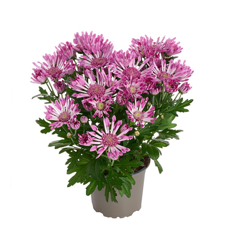Herbst Chrysantheme 'Sollinea®' verschiedene Farben 12 cm Topf