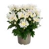 Herbst Chrysantheme 'Sollinea®' verschiedene Farben 12 cm Topf
