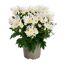 Herbst Chrysantheme 'Sollinea®' verschiedene Farben 12 cm Topf