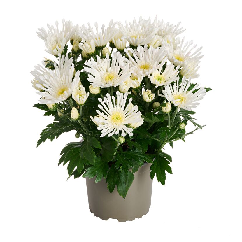 Herbst Chrysantheme 'Sollinea®' verschiedene Farben 12 cm Topf